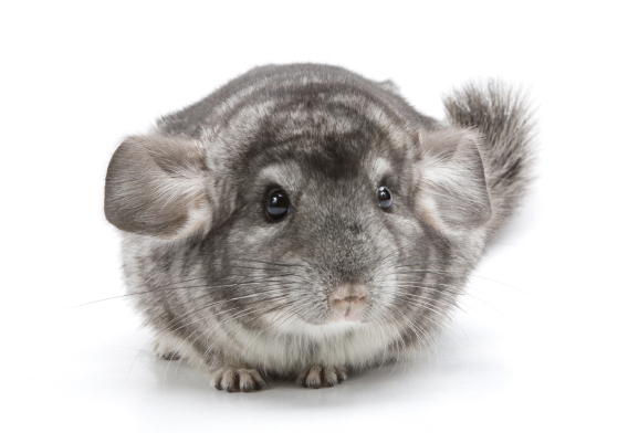 https://shop.smallpetselect.com/cdn/shop/files/chinchillas_580x.png?v=1614771237