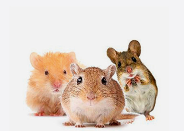 gerbil, hamster, and mouse blogs