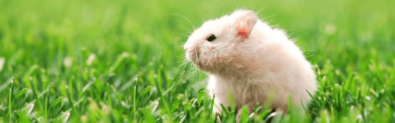 gerbil, hamster, and mouse care resources 