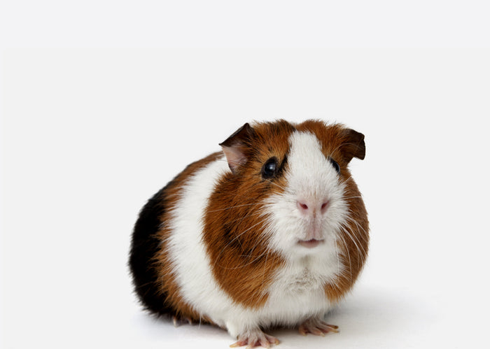 guinea pig blogs