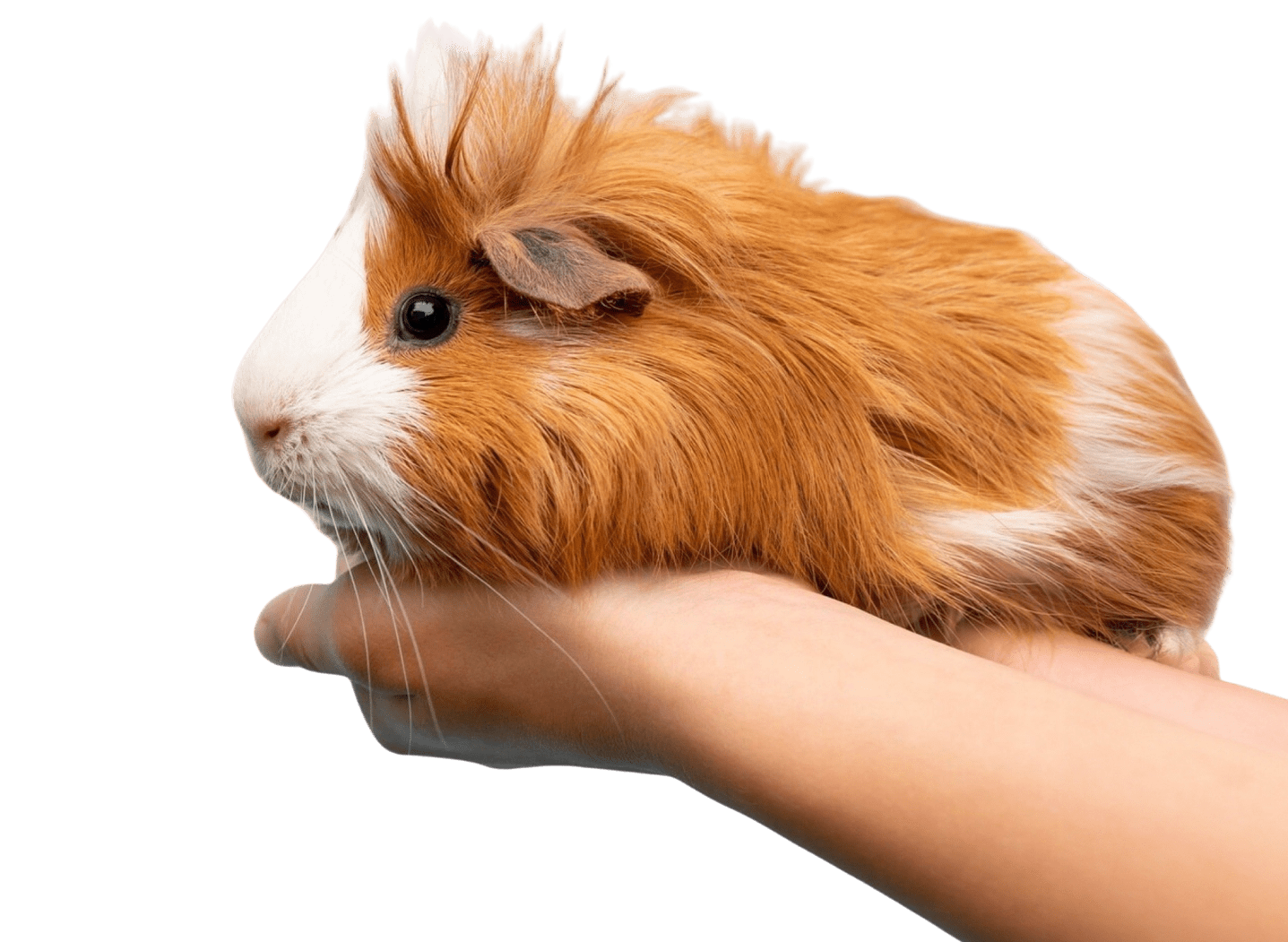 guinea pig footer mobile