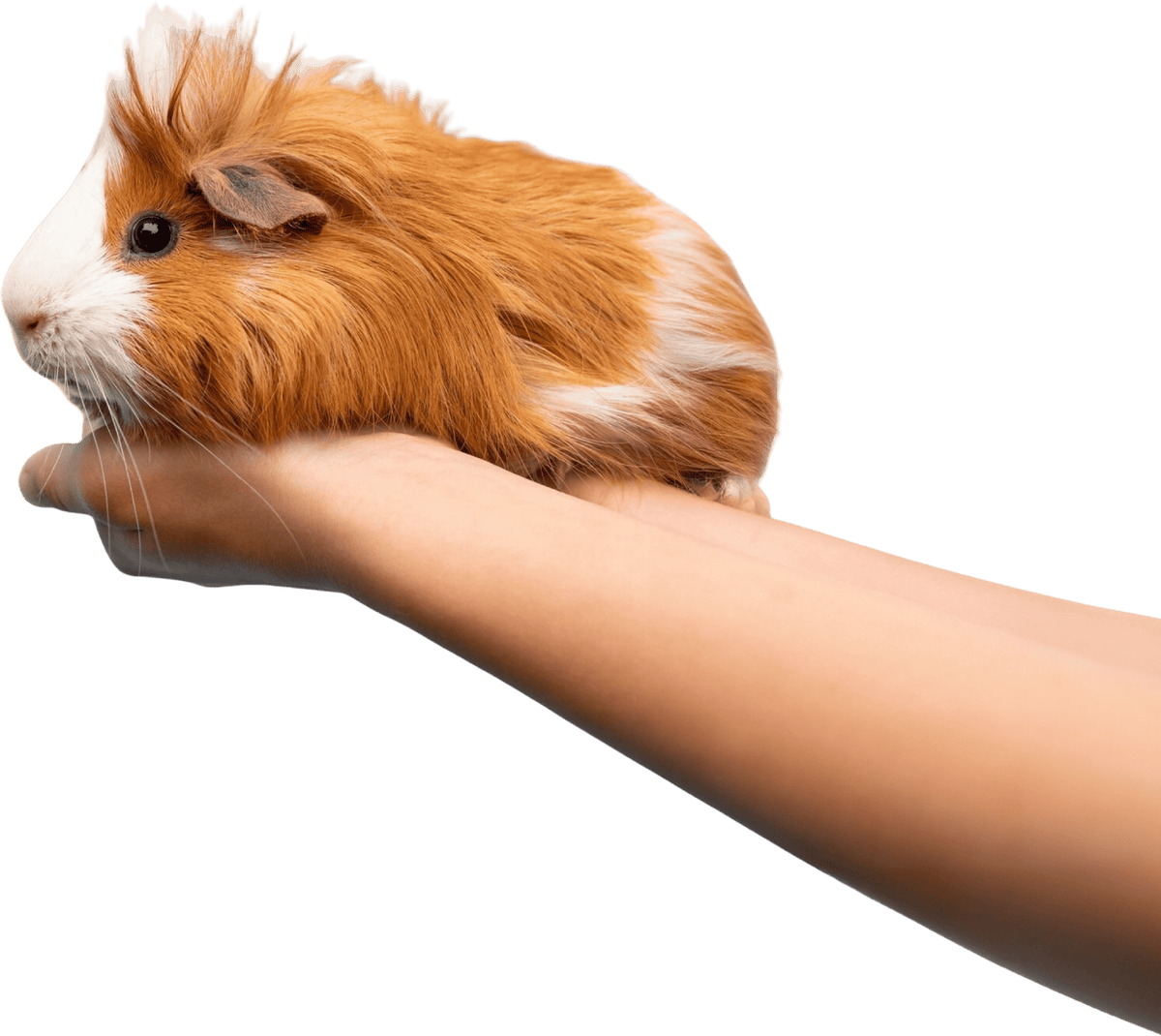 Beautiful view of Healthy Veggie Snacks For Guinea Pigs