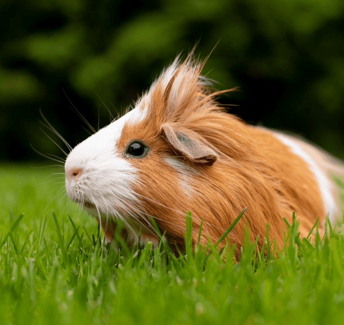 guinea pig items homepage button