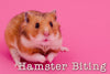 Ouch, Hamster! You Bit Me. How Can I Help You Stop?!
