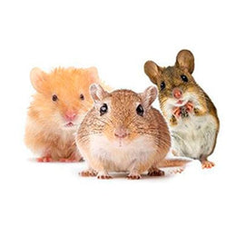 hamsters, gerbils, mouse items shopping