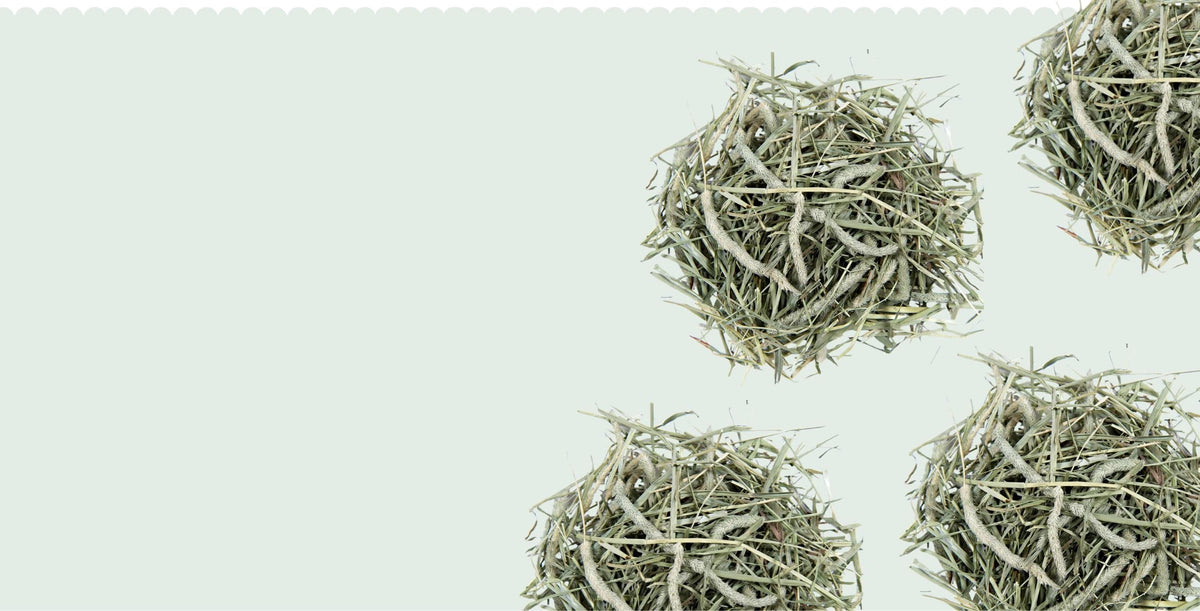 1st Cutting Timothy Hay - Great Source of Fiber! – Small Pet Select U.S.