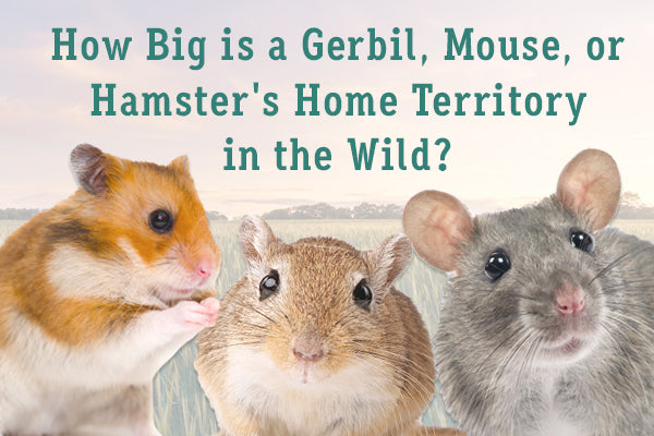 Hamsters, Gerbils, Rats and Mice