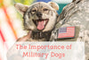 Military Dogs: Let's Celebrate a Different Kind of Hero