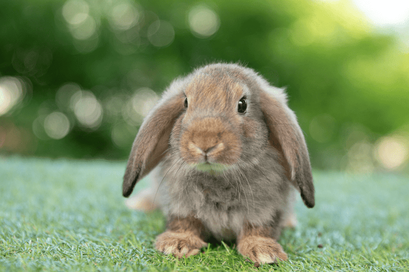 rabbit care resources 