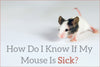 How Do I Know If My Mouse is Sick?