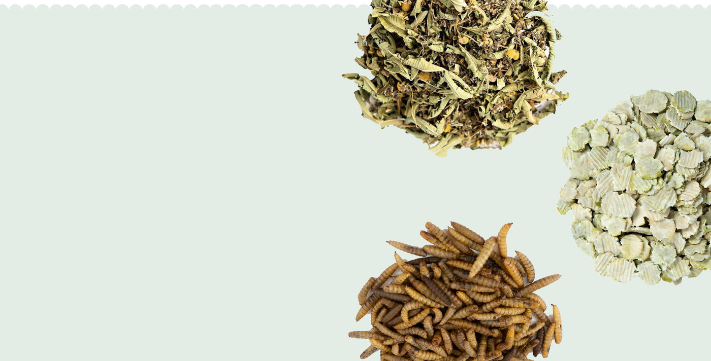 treats_bugs_herbs_banner