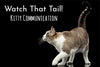 Kitty Communication: What's Your Cat Trying To Tell You?