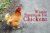 Winter nutrition for chickens isn't hard, but it is important.