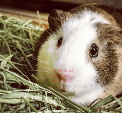 Hay bedding hotsell for guinea pigs