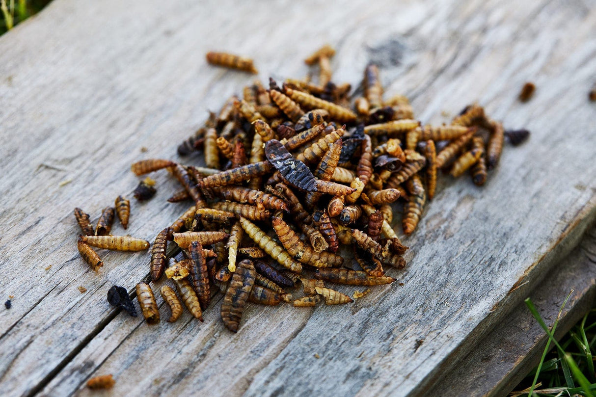 Chicken Grub Bugs