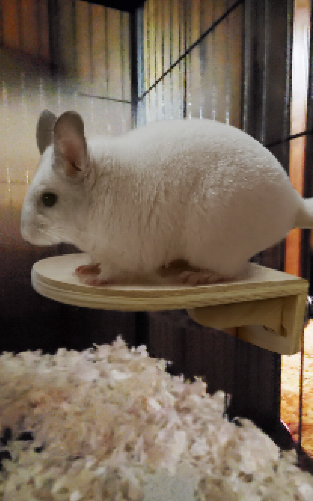 Pet chinchillas deals supplies for sale