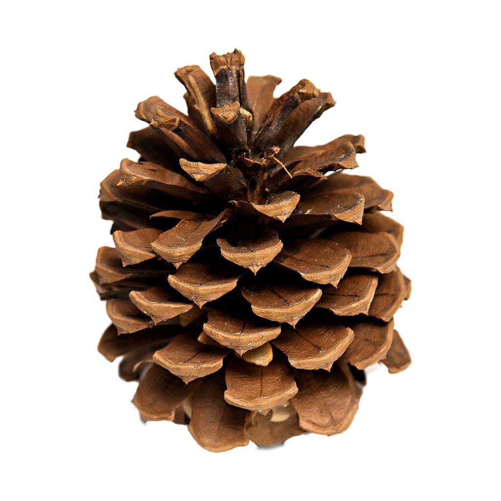 Totally Natural Pinecone
