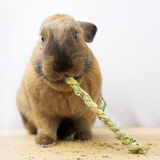 Rye Fidget Sticks (4 sticks), Toys:Smallpetselect